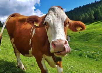 adopt cow online