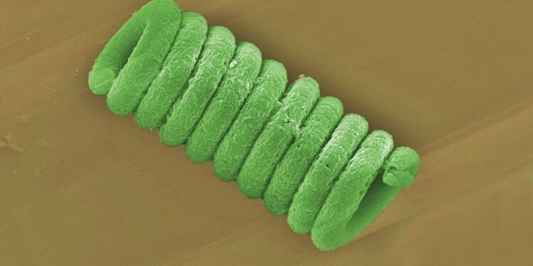 Spiral of spirulina coated under the microscope. Credits: empa.ch