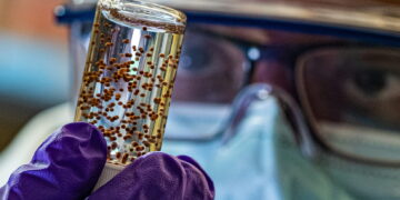 Sudip Mukherjee, a postdoctoral research associate at Rice University, displays a vial of capsules loaded with stem cells.. Photo by Jeff Fitlow/Rice University