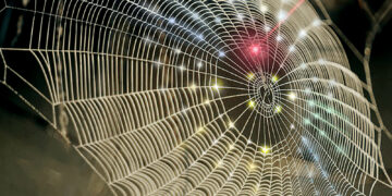 A spiderweb-inspired fractal design is used for hemispherical 3D photodetection to replicate the vision system of arthropods. Credits: Sena Huh/Purdue