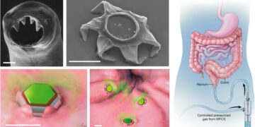 Shape-changing theragrippers as self-latching drug delivery devices. Credits: Science Advanced.