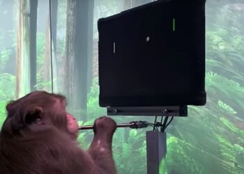 neuralink monkey pong brain